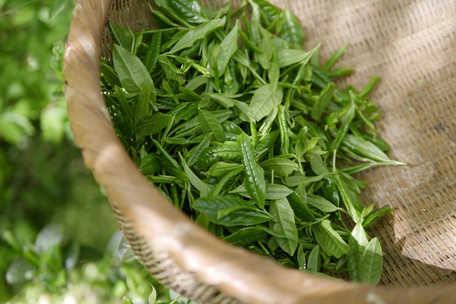 kratom listy