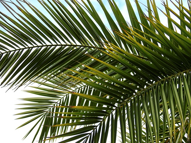 datlová palma Fénix canariensis