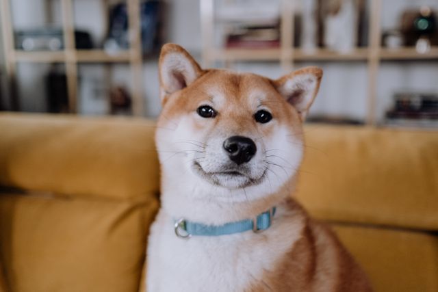 akita inu