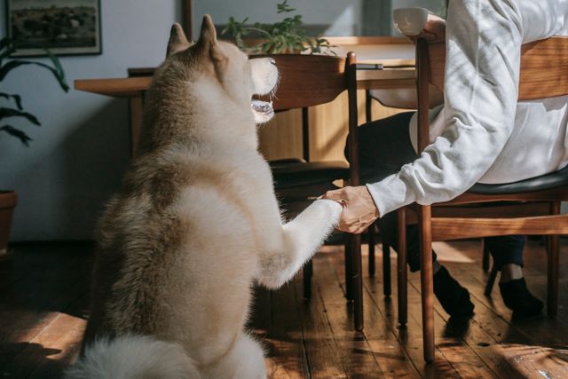 akita inu